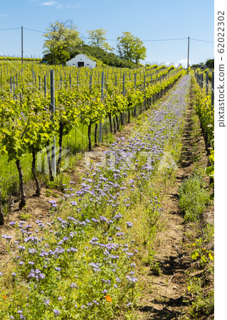 floral spacing in organic vineyard, Moravia, Czech 62022302