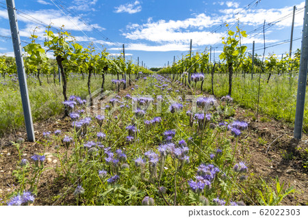 floral spacing in organic vineyard, Moravia, Czech floral spacing in organic vineyard, Moravia, Czech 62022303