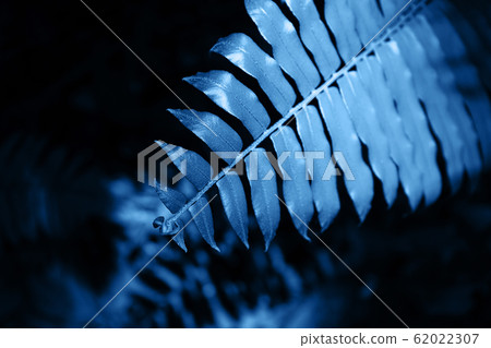 Natural fern pattern. Tropical classic blue color fern leaves background. Natural fern pattern. Tropical classic blue color fern leaves background. 62022307