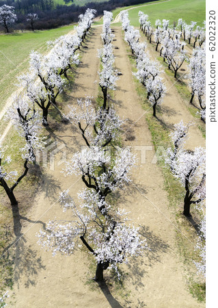 Almond tree orchard in Hustopece, South Moravia, Almond tree orchard in Hustopece, South Moravia, 62022320