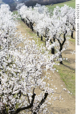 Almond tree orchard in Hustopece, South Moravia, Almond tree orchard in Hustopece, South Moravia, 62022321