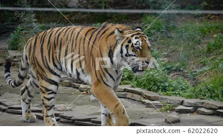 The Amur tiger is the graceful gait of the taiga The Amur tiger is the graceful gait of the taiga 62022620