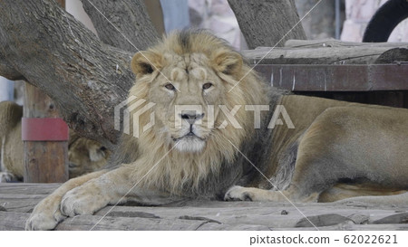 Portrait lion basking in the warm sun after dinner Portrait lion basking in the warm sun after dinner 62022621