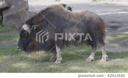 Taro Buffalo eat fresh green tree branches 62022680