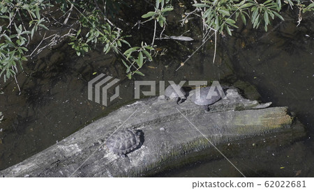 Ruby-eared beautiful turtle sits on a log in the 62022681