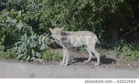 Grey Wolf Canis lupus Portrait - captive animal 62022682