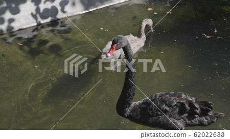 Black swans swim on the lake in autumn 62022688