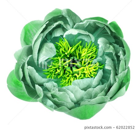 Exotic peony flower isolated white background Exotic peony flower isolated white background 62022852