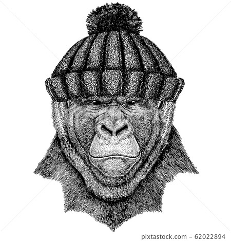 Gorilla, monkey, ape Cool animal wearing knitted winter hat. Warm headdress beanie Christmas cap for tattoo, t-shirt, emblem, badge, logo, patch 62022894