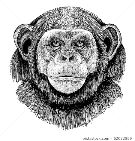 The Graphic Image of the Monkey Tattoo Ink Sketch Stock Vector   Illustration of monkey face 73366231