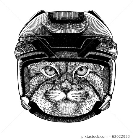Manul, cat animal wearing hockey helmet. Hand drawn image of lion for tattoo, t-shirt, emblem, badge, logo, patch. Manul, cat animal wearing hockey helmet. Hand drawn image of lion for tattoo, t-shirt, emblem, badge, logo, patch. 62022933