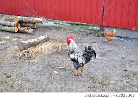 Variegated rooster poultry. Variegated rooster poultry. 62023302