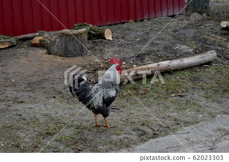 Rooster brightly colored leader of the flock. Rooster brightly colored leader of the flock. 62023303