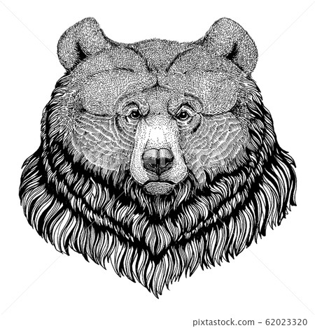 Bear, grizzly. Wild animal for tattoo, nursery poster, children tee, clothing, posters, emblem, badge, logo, patch Bear, grizzly. Wild animal for tattoo, nursery poster, children tee, clothing, posters, emblem, badge, logo, patch 62023320