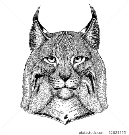 Wild cat, Lynx, Bobcat, Trot. Wild animal for tattoo, nursery poster, children tee, clothing, posters, emblem, badge, logo, patch Wild cat, Lynx, Bobcat, Trot. Wild animal for tattoo, nursery poster, children tee, clothing, posters, emblem, badge, logo, patch 62023335