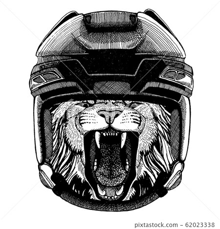 wearing hockey helmet. Hand drawn image of lion for tattoo, t-shirt, emblem, badge, logo, patch. wearing hockey helmet. Hand drawn image of lion for tattoo, t-shirt, emblem, badge, logo, patch. 62023338