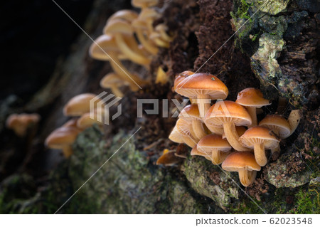 Flammulina 62023548