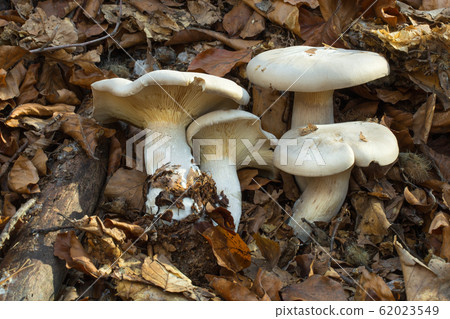 Clitocybe nebularis Clitocybe nebularis 62023549