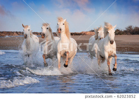 White horses in Camargue, France. 62023852