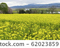 Rape blossoms in Iiyama city 62023859