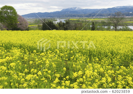 在飯山市強姦花 在飯山市強姦花 62023859