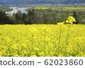 Rape blossoms of Iiyama 62023860