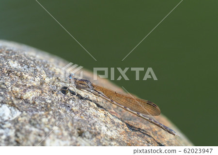 大津博(男) 大津博(男) 62023947