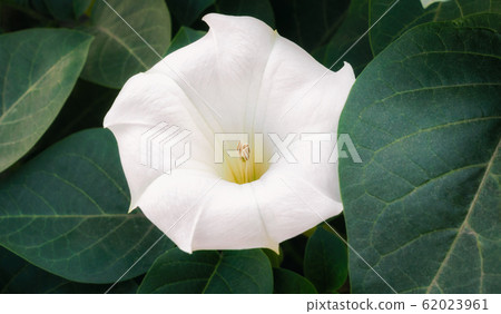 white delicate blooming flower and green leaves white delicate blooming flower and green leaves 62023961