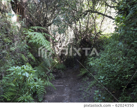 Cobo da Galga nature park with path in beautiful mysterious Laurel forest, laurisilva in the northern part of La Palma, Canary Islands, Spain Cobo da Galga nature park with path in beautiful mysterious Laurel forest, laurisilva in the northern part of La Palma, Canary Islands, Spain 62024350