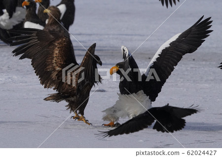 The sea eagle and white-tailed eagle 62024427