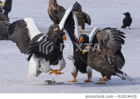 The sea eagle and white-tailed eagle 62024428