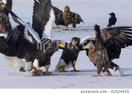 The sea eagle and white-tailed eagle The sea eagle and white-tailed eagle 62024429