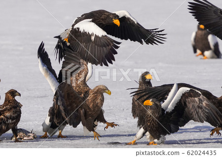 The sea eagle and white-tailed eagle 62024435