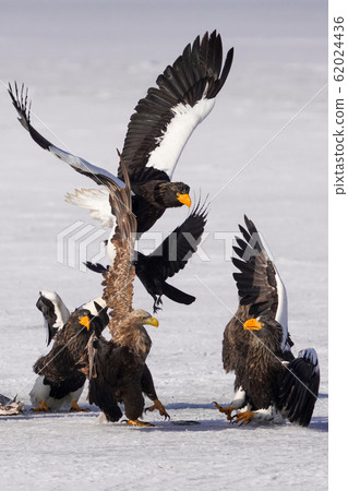 The sea eagle and white-tailed eagle The sea eagle and white-tailed eagle 62024436