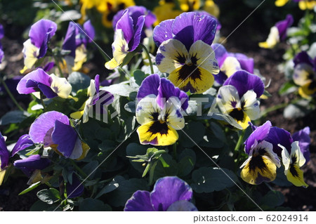 Pansy 62024914