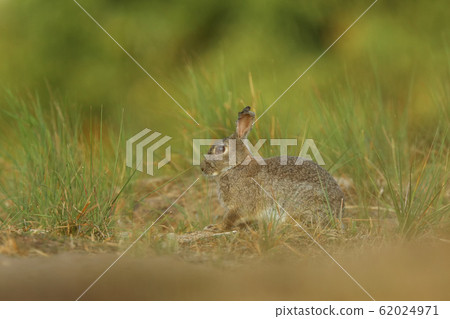 Rabbit on spring meadow during sunrise. Animal Rabbit on spring meadow during sunrise. Animal 62024971
