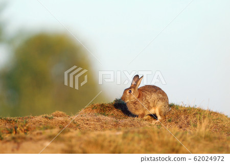 European rabbit or common rabbit, Oryctolagus European rabbit or common rabbit, Oryctolagus 62024972