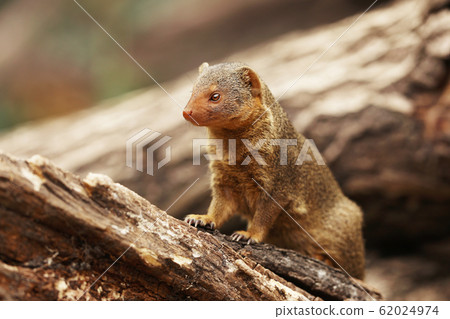 Common dwarf mongoose, Helogale parvula, sitting Common dwarf mongoose, Helogale parvula, sitting 62024974
