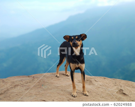Dog on the edge of a cliff Dog on the edge of a cliff 62024988
