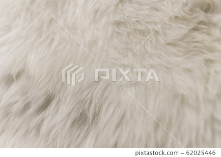 White artificial fur texture for background close-up White artificial fur texture for background close-up 62025446