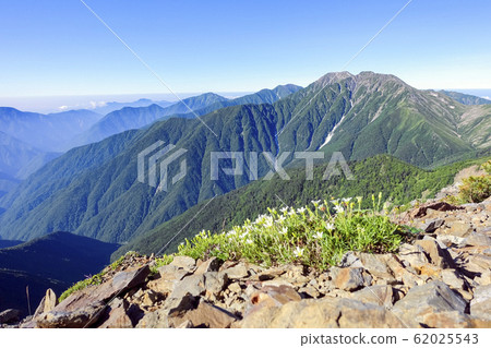 白花赤石山脈 62025543