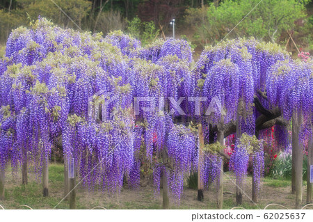 紫藤花 紫藤花 62025637