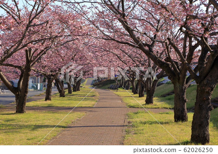 [Fixed price] Cherry blossoms at Omikawa cherry bank (Oyama city, Tochigi Pref. 62026250