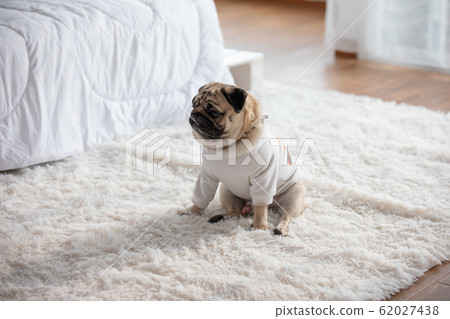 Cute pet dog pug breed smile with happiness feeling so funny and making serious face Cute pet dog pug breed smile with happiness feeling so funny and making serious face 62027438