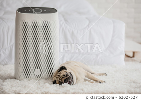 Dog Pug Breed and Air purifier in cozy white bed room for filter and cleaning removing dust PM2.5 HEPA in home 62027527