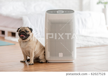 Dog Pug Breed and Air purifier in cozy white bed room for filter and cleaning removing dust PM2.5 HEPA in home 62027528