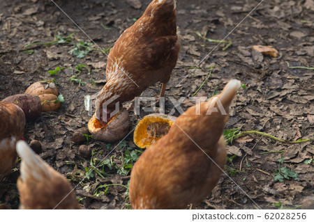 Chicken Chicken 62028256