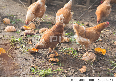 Chicken Chicken 62028264