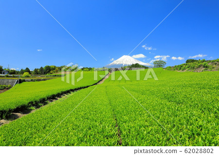 Tea plantation Shizuoka tea Mt. Fuji 88 nights New tea Tea plantation Shizuoka tea Mt. Fuji 88 nights New tea 62028802