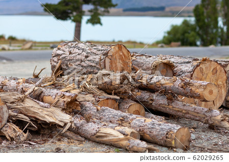 Felled trees, firewood, natural energy 62029265